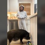 Video koji će vam izmamiti osmeh: Svinja Merlin se ljuti poput deteta jer ne može da dobije poslasticu (VIDEO)