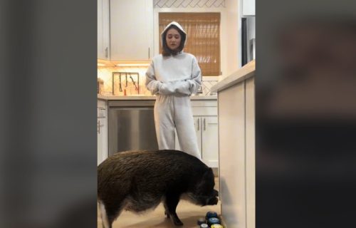 Video koji će vam izmamiti osmeh: Svinja Merlin se ljuti poput deteta jer ne može da dobije poslasticu (VIDEO)