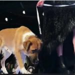 Na modnoj pisti u Njujorku, uz modele, prošetali su i psi iz prihvatilišta (VIDEO)