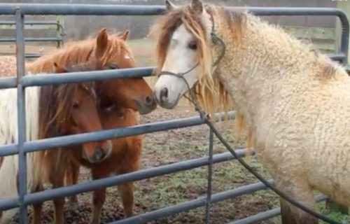 Konji sa kovrdžavom dlakom: Retka rasa, mirnog temperamenta (VIDEO)