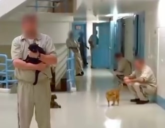 Kako izgleda kada zatvorenici dobiju mačke da brinu o njima