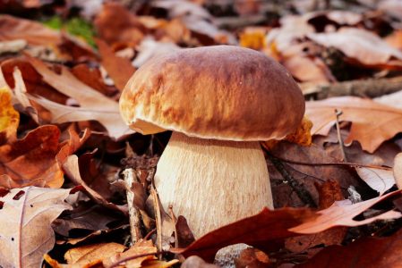 Otrovne pečurke i na Adi Ciganliji: Ove vrste mogu biti kobne, ako berete ne slušajte bilo čije savete