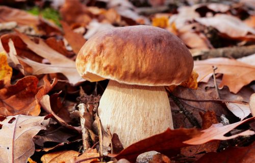 Isplati se krenuti u berbu: Po kilogramu se zaradi 1000 dinara, a na jugu Srbije ih ima na svakom koraku