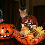 Čekajući Noć veštica, mačke su bile glavne zvezda u Mačjem Hallowenu (VIDEO)