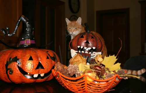 Čekajući Noć veštica, mačke su bile glavne zvezda u Mačjem Hallowenu (VIDEO)