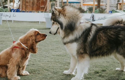 PET FESTIVAL na ulicama Niša i Beograda: Pored revije pasa i udomljavanje napuštenih životinja