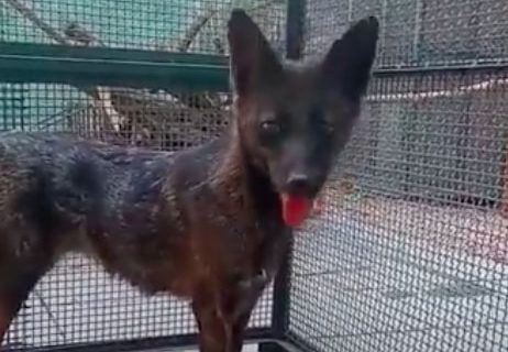 Da li znate šta je doxim: Interesantna životinja nastala ukrštanjem dve neočekivane vrste (VIDEO)