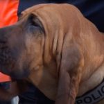 Upoznajte Boa, psa heroja godine: Zahvaljujući savršenom njuhu pronašao je nekoliko osoba (VIDEO)