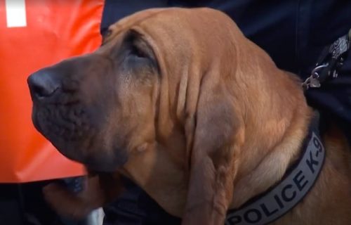 Upoznajte Boa, psa heroja godine: Zahvaljujući savršenom njuhu pronašao je nekoliko osoba (VIDEO)