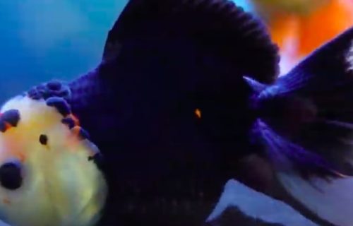 Šarmantne panda zlatne ribice: Likom nevrovatno podsećaju na prave pande (VIDEO)