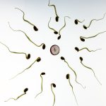 Istraživanja su došla do neverovatnog zaključka: Jajna ćelija bira spermatozoid za oplodnju