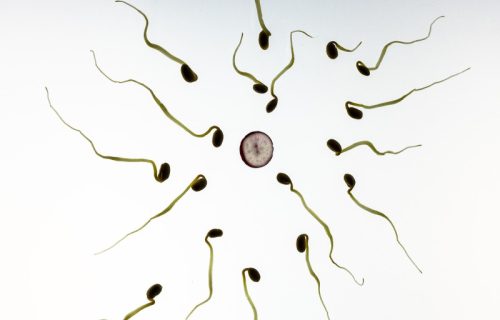 Istraživanja su došla do neverovatnog zaključka: Jajna ćelija bira spermatozoid za oplodnju