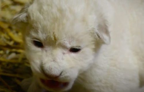 Mladunče sa najdužim i najlepšim trepavicama: One im služe za zaštitu od prašine i sunca (VIDEO)