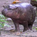Toni je zaštitno lice berlinskog ZOO vrta, a dobila je ime po nemačkom fudbaleru (VIDEO)