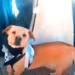 Da li znate šta je korgador? Mešanac dve rase koje nikada ne biste spojili (VIDEO)