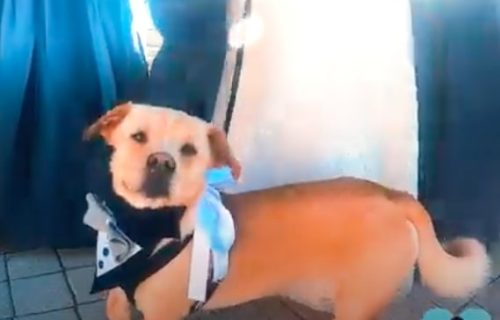 Da li znate šta je korgador? Mešanac dve rase koje nikada ne biste spojili (VIDEO)