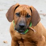 Pilula kojom se produžava život pasa, uskoro na tržištu