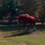 Trenutak kada povređen konj dobije protezu: Počasni trk, za povratak slobode kretanja (VIDEO)