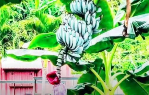 Da li ste čuli za plave banana: Imaju ukus sladoleda od vanile (VIDEO)