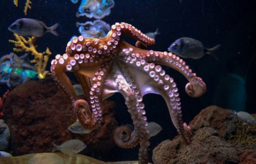 Inteligencija hobotnice svaki put zapanji: Način na koji je pobegla iz akvarijuma zadivljuje