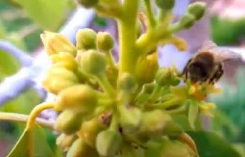 Pčele kada su umorne, odspavaju i u cvetu: Smanjuju aktivnost i usporavaju pokrete (VIDEO)