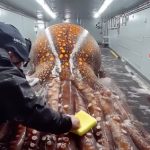 Ulepljena džinovska hobotnica, zatražila je pomoć: Evo kako su je okupali (VIDEO)