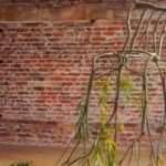Stolica sa korenom koja nastavlja da raste: “Treeshaping” nameštaj iz prirode (VIDEO)