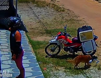 O, Bože! Šta se to upravo desilo? Pas krade dostavljaču hranu, a onda šok – niko ništa nije video (VIDEO)