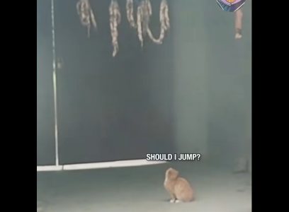 Kad te roditelji uče da ciljaš visoko: Razmišljalo je mače šta da radi, a onda oduševilo potezom (VIDEO)