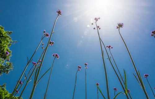 Divan sunčani dan je pred nama: Nakon prohladnog jutra, uživaćemo u prolećnim temperaturama