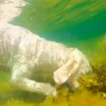 Pas ušao u Ginisovu knjigu rekorda zbog najdužeg zarona: Pod vodom je bio skoro dva minuta (VIDEO)