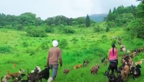 Slobodna zemlja za pse: Ovde psi s ulice i iz azila uživaju u punoj slobodi (VIDEO)