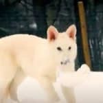Naučnici stvorili vuka, izumrlog pre 72 hiljade godina: Bio je inspiracija za vukove u “Game of Thrones“ (VIDEO)