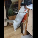 Hej, ti! Šta se desilo? Najslađi video ikada: Mačka teši uplakanu devojčicu - ljubav za ceo život (VIDEO)