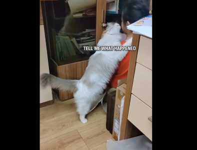 Hej, ti! Šta se desilo? Najslađi video ikada: Mačka teši uplakanu devojčicu – ljubav za ceo život (VIDEO)