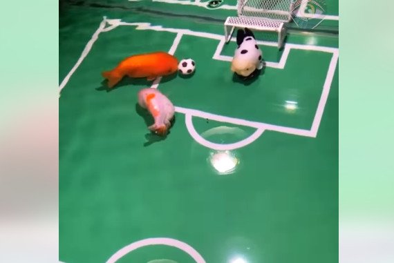 Ribice igraju fudbal bolje od vašeg omiljenog tima: Snimak je oduševio mnoge! Kako je moguće? (VIDEO)