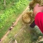 Ludost! I tako... Popnete se na 50m visine, berete smrdljivo voće, a glavnu ulogu imaju pomoćnici (VIDEO)