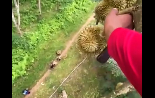 Ludost! I tako… Popnete se na 50m visine, berete smrdljivo voće, a glavnu ulogu imaju pomoćnici (VIDEO)