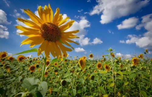 Na Vaskrs gotovo letnje temperature: Uživajte u suncem okupanom danu