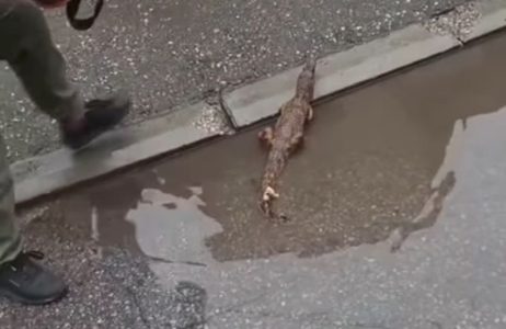 Građani Niša zatekli krokodila u bari: Odmah pozvali policiju, usledio je “lov” (VIDEO)