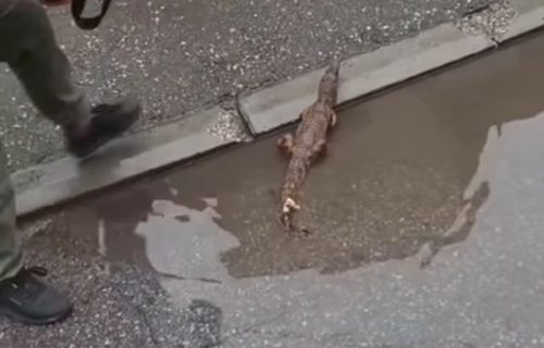 Građani Niša zatekli krokodila u bari: Odmah pozvali policiju, usledio je "lov" (VIDEO)