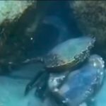Ljubav je svemoguća: Čvrst zagrljaj, dovoljan je, da spasi život (VIDEO)