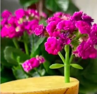 Naučite kako da presadite biljku uz pomoć svežeg krompira (VIDEO)