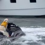 Kad retriver uživa u vožnji skutera: Opušten i s puno poverenja, klizi po vodi (VIDEO)