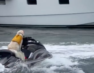 Kad retriver uživa u vožnji skutera: Opušten i s puno poverenja, klizi po vodi (VIDEO)