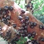 Da li znate kako izgleda voće jabutikaba? Raste na stablu drveta i korenu (VIDEO)