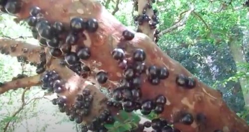 Da li znate kako izgleda voće jabutikaba? Raste na stablu drveta i korenu (VIDEO)