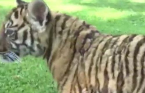 Tigrica Dragana u jagodinskom zoološkom vrtu: Obožava da se igra, ovo joj je omiljena hrana