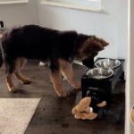 "Franko! Šta ti je danas? Šta radiš?": Najslađi video šteneta ovčara, koji "testira" vodu iz svoje činije (VIDEO)