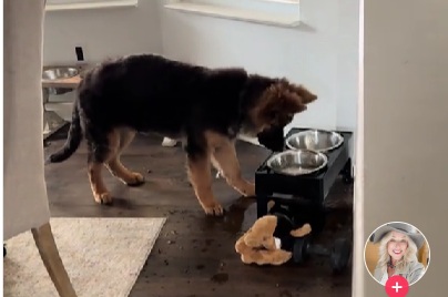 "Franko! Šta ti je danas? Šta radiš?": Najslađi video šteneta ovčara, koji "testira" vodu iz svoje činije (VIDEO)